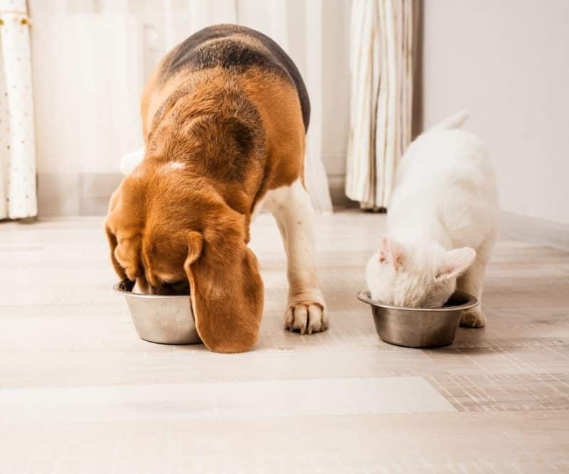 dog and cat eating